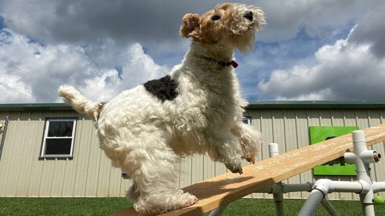Genius Unleashed: 8 Fun Tricks Your Wire Fox Terrier Can Master 6 Genius Unleashed: 8 Fun Tricks Your Wire Fox Terrier Can Master - wire fox terrier ss2441405911