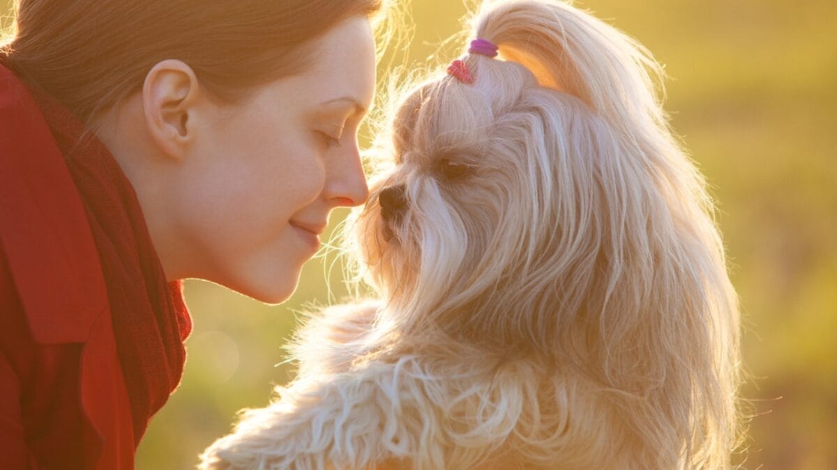 9 Shih Tzu Tips Every New Dog Parent Needs to Know 10 9 Shih Tzu Tips Every New Dog Parent Needs to Know - woman kissing shih tzu dog ss193707275