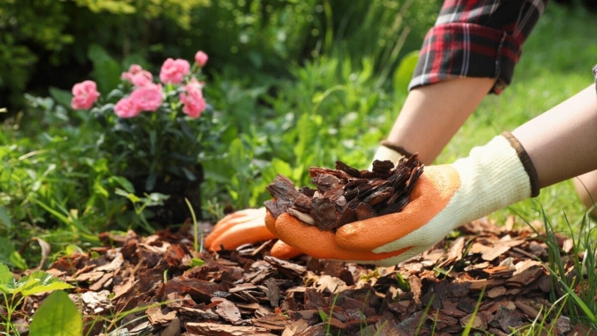 Front Yard Upgrades: 25 Simple Landscaping Ideas That Add Value - woman mulching bark chips ss2361629841