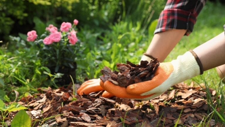 20 Ways to Use Wood Chips in Your Garden & Homestead 8 20 Ways to Use Wood Chips in Your Garden & Homestead - woman mulching bark chips ss2361629841