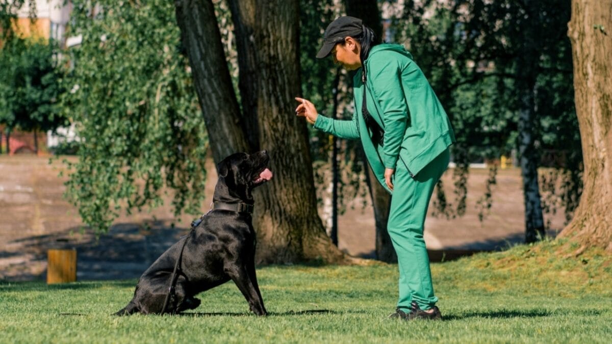 Debunking the Top 10 Cane Corso Myths 3 Debunking the Top 10 Cane Corso Myths - woman training cane corso dog ss2318213717