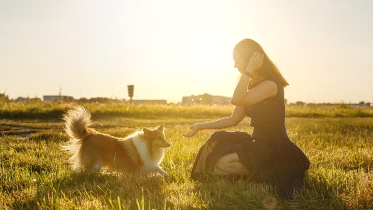 12 Intelligent Dog Breeds That Truly Understand Humans 10 12 Intelligent Dog Breeds That Truly Understand Humans - woman training shetland sheepdog sunset ss2174721635