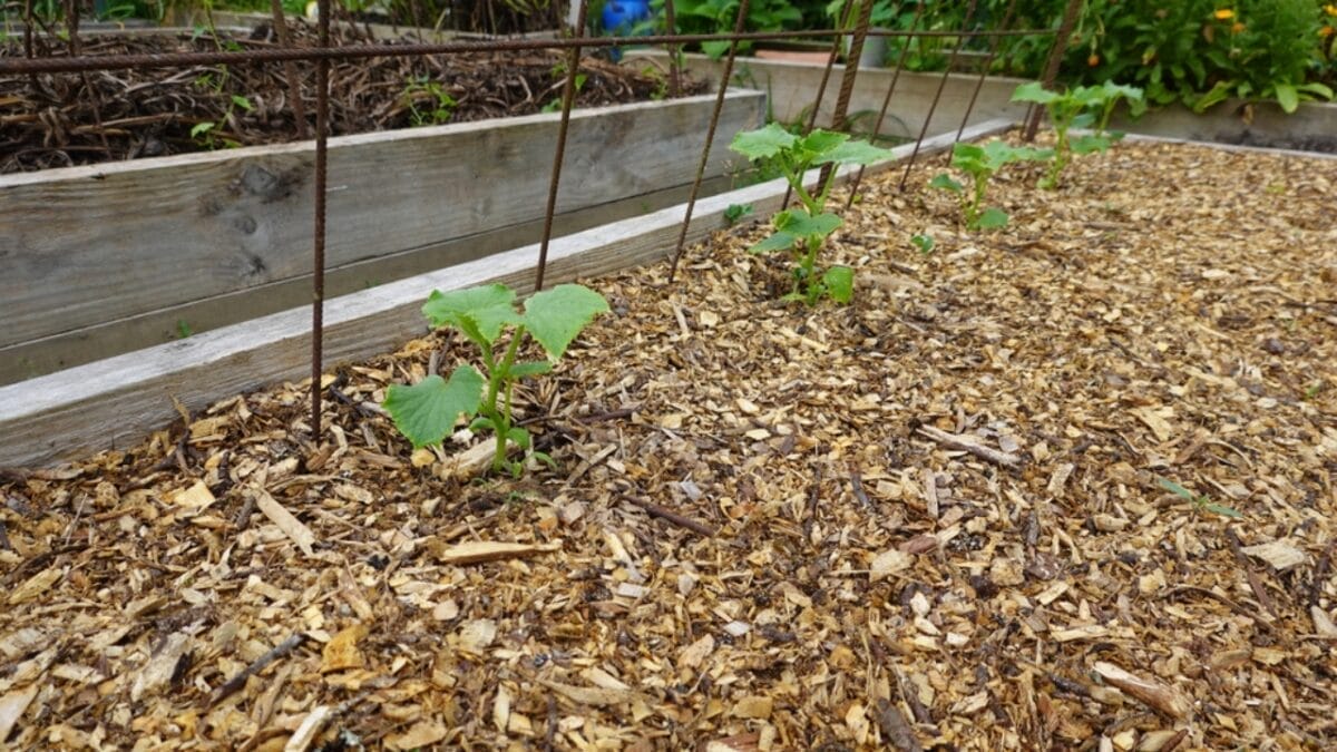 20 Ways to Use Wood Chips in Your Garden & Homestead 12 20 Ways to Use Wood Chips in Your Garden & Homestead - wood chip bed filler dp672814532