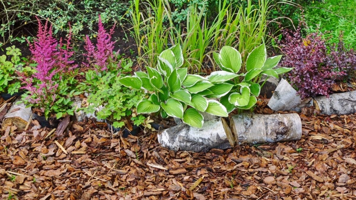 20 Ways to Use Wood Chips in Your Garden & Homestead 14 20 Ways to Use Wood Chips in Your Garden & Homestead - wood chip in garden ss1009107451