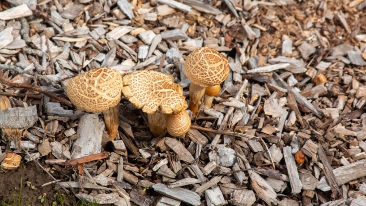 20 Ways to Use Wood Chips in Your Garden & Homestead 16 20 Ways to Use Wood Chips in Your Garden & Homestead - wood chip in mushroom ss2459147237