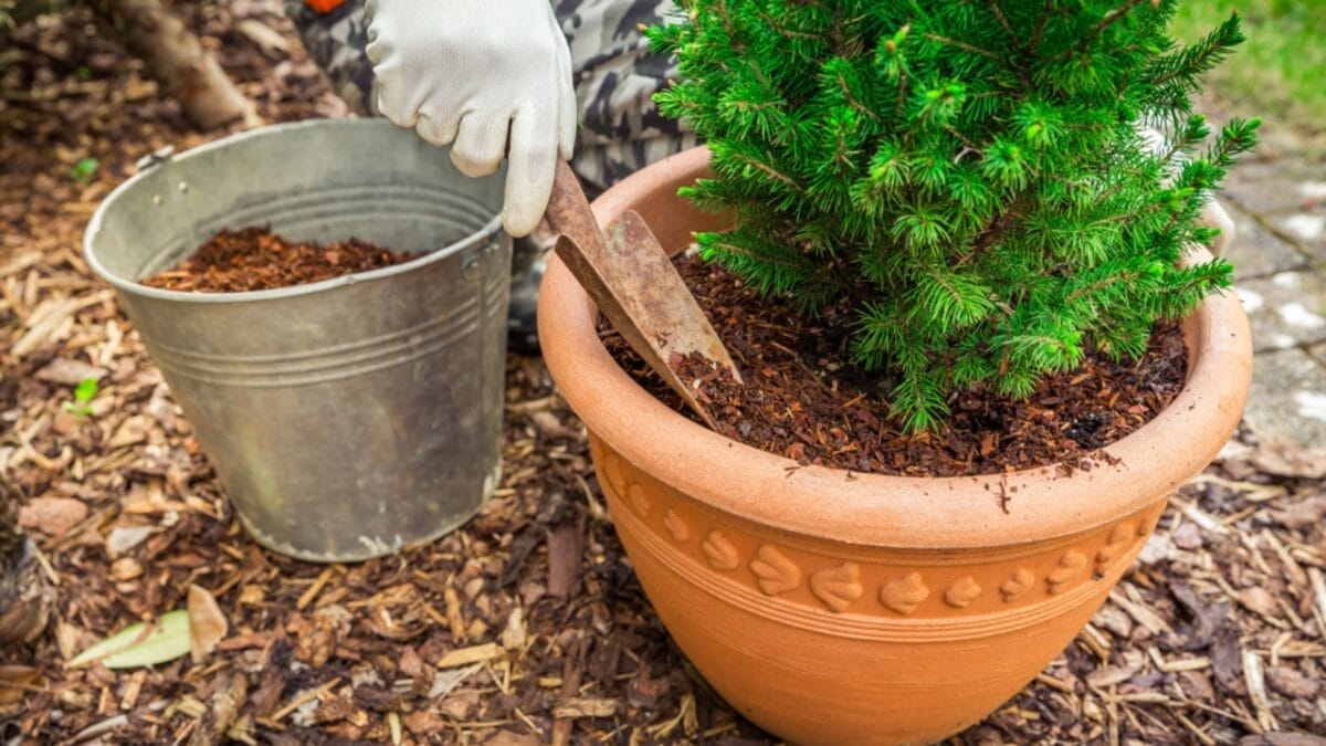 20 Ways to Use Wood Chips in Your Garden & Homestead 15 20 Ways to Use Wood Chips in Your Garden & Homestead - wood chip in pot dp468010260
