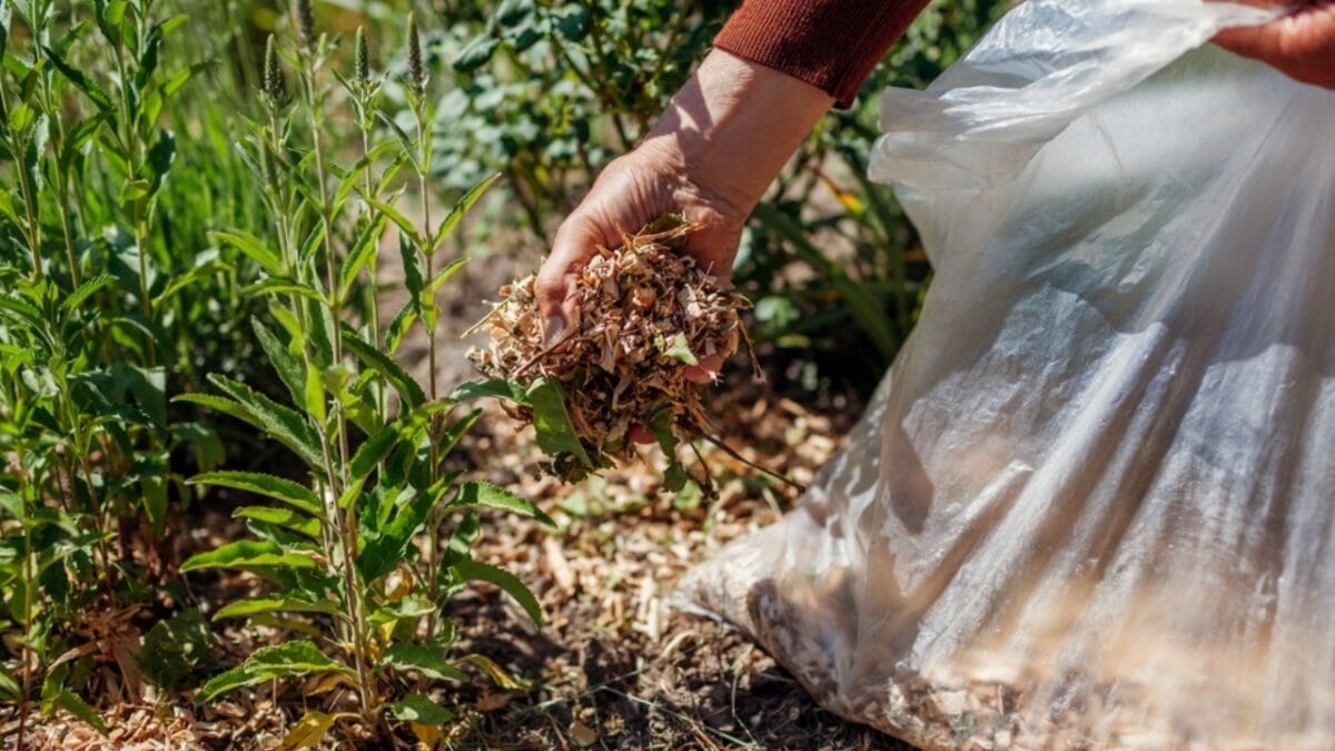 20 Ways to Use Wood Chips in Your Garden & Homestead 18 20 Ways to Use Wood Chips in Your Garden & Homestead - wood chip soil condition ss2314247057