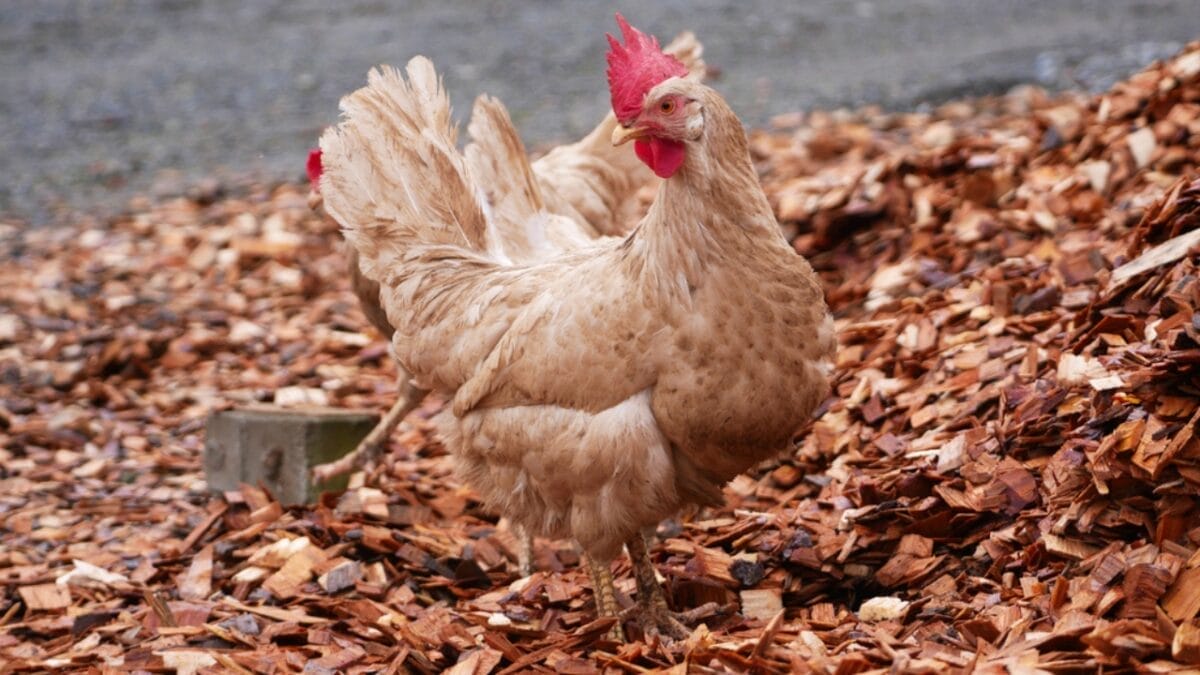 20 Ways to Use Wood Chips in Your Garden & Homestead 19 20 Ways to Use Wood Chips in Your Garden & Homestead - wood chip with chicken ss1679126476