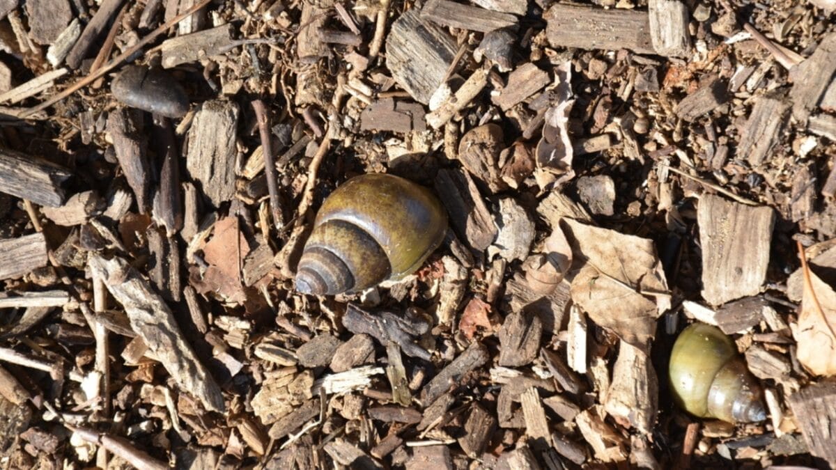 20 Ways to Use Wood Chips in Your Garden & Homestead 21 20 Ways to Use Wood Chips in Your Garden & Homestead - wood chip with snail ss497965882