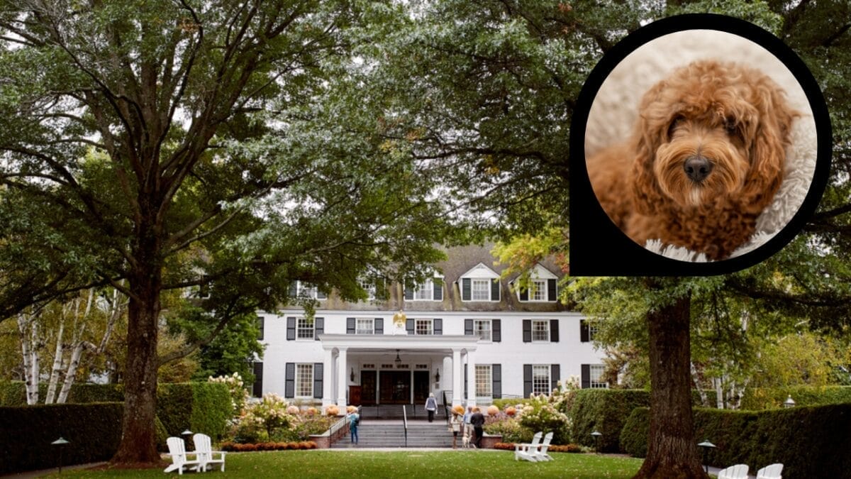 15 Hotels in the U.S. Redefining Pet-Friendly Stays 9 15 Hotels in the U.S. Redefining Pet-Friendly Stays - woodstock inn resort ss1557136835 dp437032118