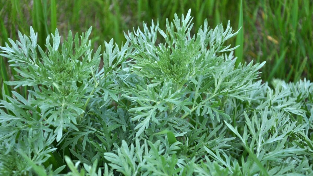 15 Gorgeous Poolside Plants That Repel Wasps and Bees - wormwood plant dp346373552
