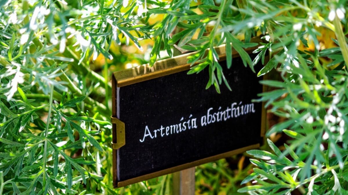 Grow This Scent-sational Herb to Keep Your Outdoor Space Wasp-Free 6 Grow This Scent-sational Herb to Keep Your Outdoor Space Wasp-Free - wormwood with sign dp155597646