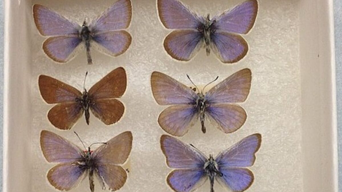 The Lazarus Effect: Could These 15 Extinct Creatures Walk the Earth Again? 16 The Lazarus Effect: Could These 15 Extinct Creatures Walk the Earth Again? - xerxes blue butterfly wc