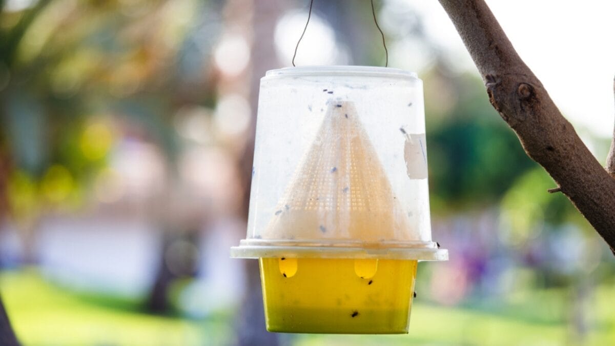15 Effective Ways to Get Rid of Flies in Your House 3 15 Effective Ways to Get Rid of Flies in Your House - yellow mosquito trap ss1479208907