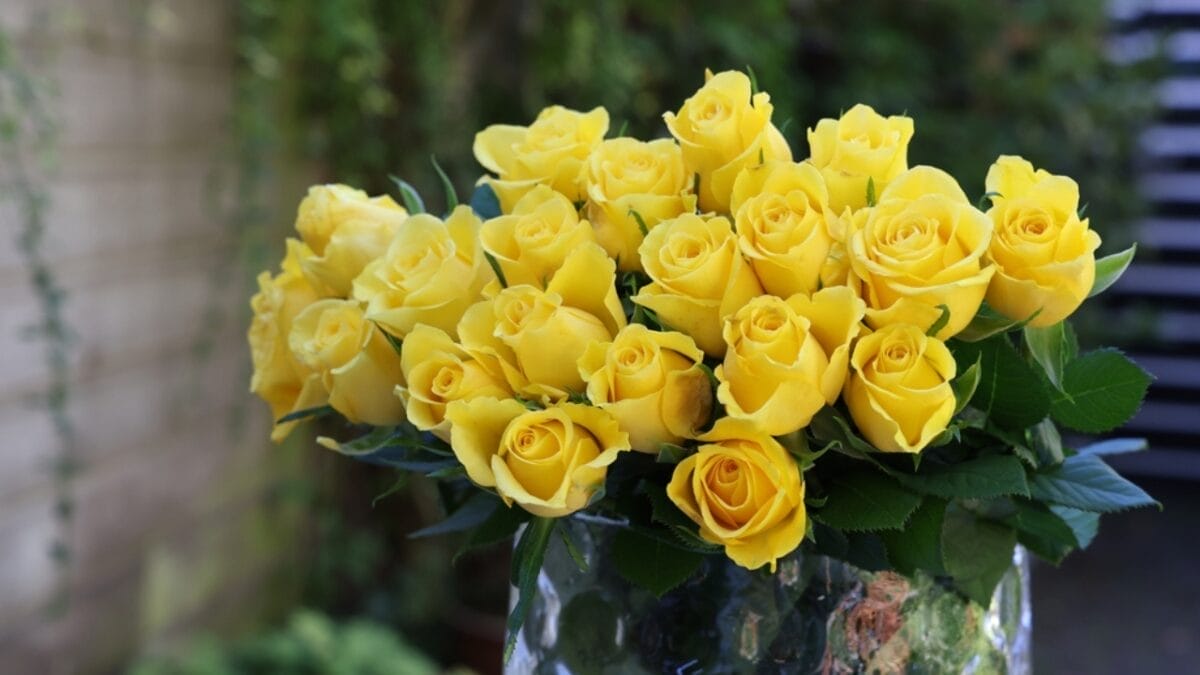 15 Perfect Flowers for Each Anniversary Milestone 16 15 Perfect Flowers for Each Anniversary Milestone - yellow roses dp677622918