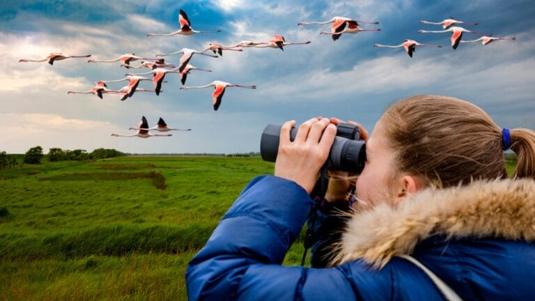 10 Bird Species You're Most Likely to Spot in North America 5 10 Bird Species You're Most Likely to Spot in North America - young girl bird watching dp421770816