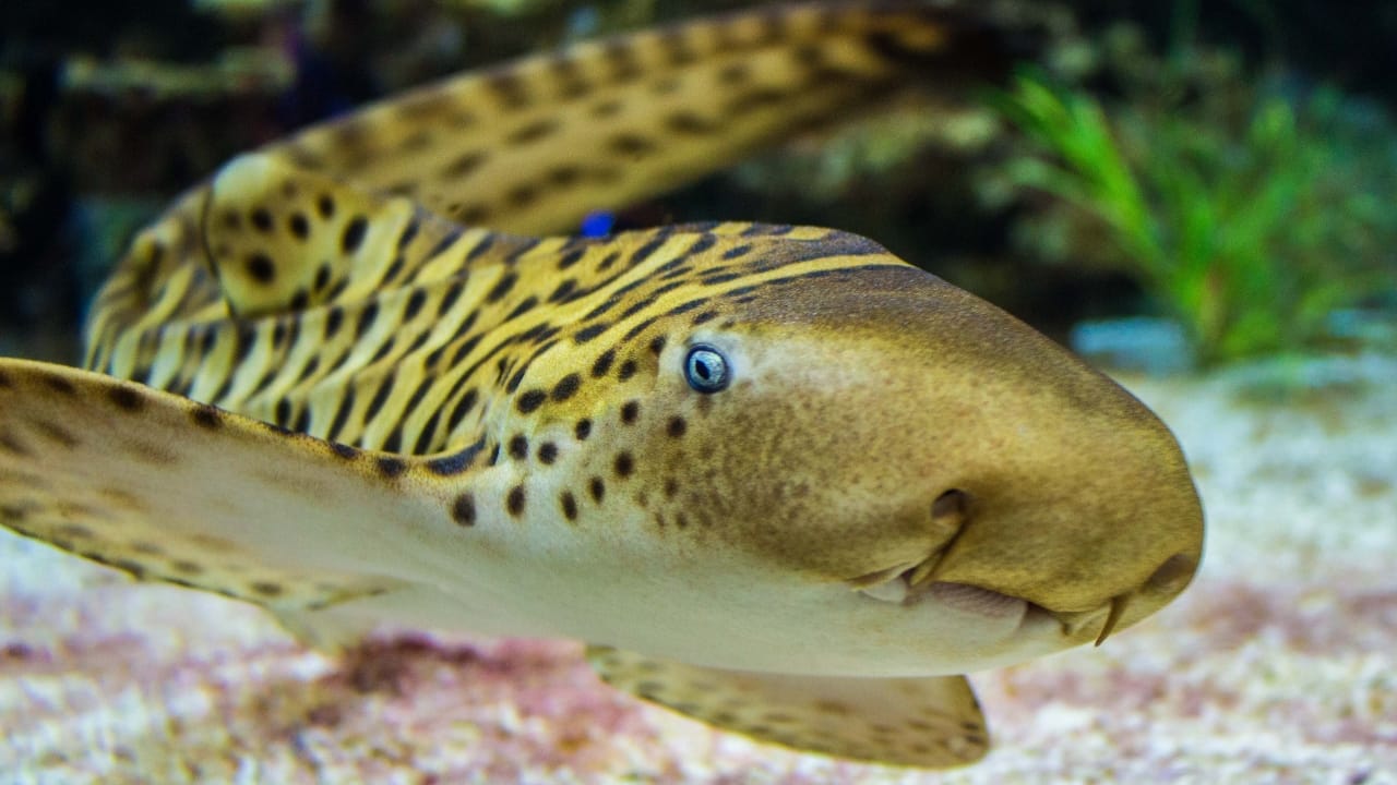 19 Real Sharks That Look Like They Belong in Science Fiction 18 19 Real Sharks That Look Like They Belong in Science Fiction - zebra shark ss724113028