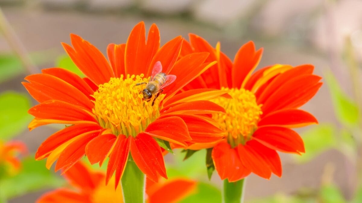 13 Fall Garden Ideas to Attract Pollinators Year After Year 12 13 Fall Garden Ideas to Attract Pollinators Year After Year - zinnias with bee dp151335616