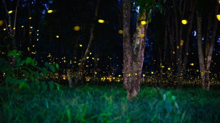 10 Plants That Will Attract Fireflies to Your Yard 8 10 Plants That Will Attract Fireflies to Your Yard - 10 Plants That Bring Fireflies Fluttering to Your Yard dp367005552