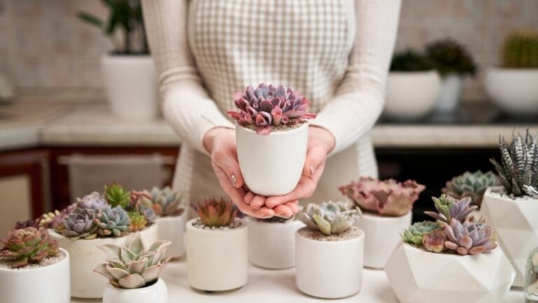 11 Succulents That are a Breeze for Beginners to Grow 10 11 Succulents That are a Breeze for Beginners to Grow - 11 Succulents That Are a Breeze for Beginners to Grow ss2317212099