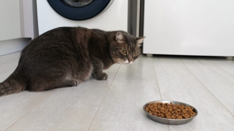 What It Might Mean If Your Cat Suddenly Stops Eating - 15 Foods That Will Help Your Sick Cat Start Eating Again ss2086597960
