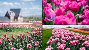 20 Elegant Pink Flowers You Need in Your Garden for That Timeless Touch 1 20 Elegant Pink Flowers You Need in Your Garden for That Timeless Touch - 20 Elegant Pink Flowers You Need in Your Garden for That Timeless Touch dp374517886