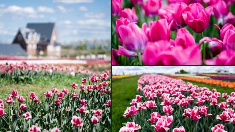 20 Elegant Pink Flowers You Need in Your Garden for That Timeless Touch 7 20 Elegant Pink Flowers You Need in Your Garden for That Timeless Touch - 20 Elegant Pink Flowers You Need in Your Garden for That Timeless Touch dp374517886