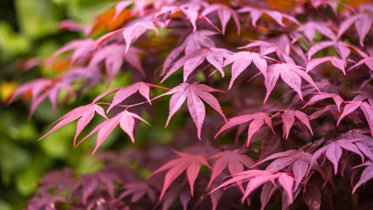 16 Pink-Leaf Outdoor Plants to Add a Rosy Glow to Your Garden 12 16 Pink-Leaf Outdoor Plants to Add a Rosy Glow to Your Garden - Acer palmatum Bloodgood japanese maple ss2016061943