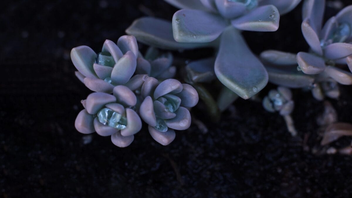 15 Stunning Succulents That Change Color 3 15 Stunning Succulents That Change Color - Afterglow dp308121204