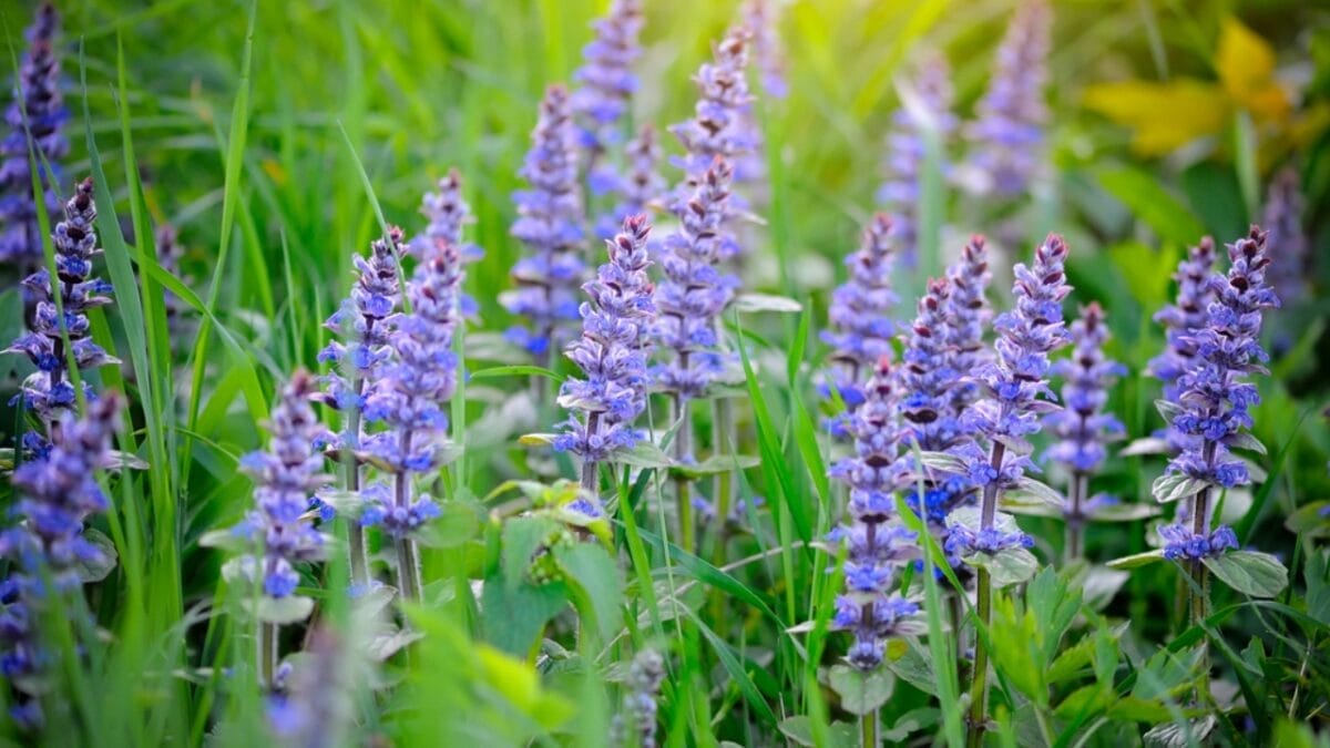 15 Bee-Friendly Ground Covers to Attract Pollinators & Hummingbirds 6 15 Bee-Friendly Ground Covers to Attract Pollinators & Hummingbirds - Ajuga Ground Covering Carpet dp48139015