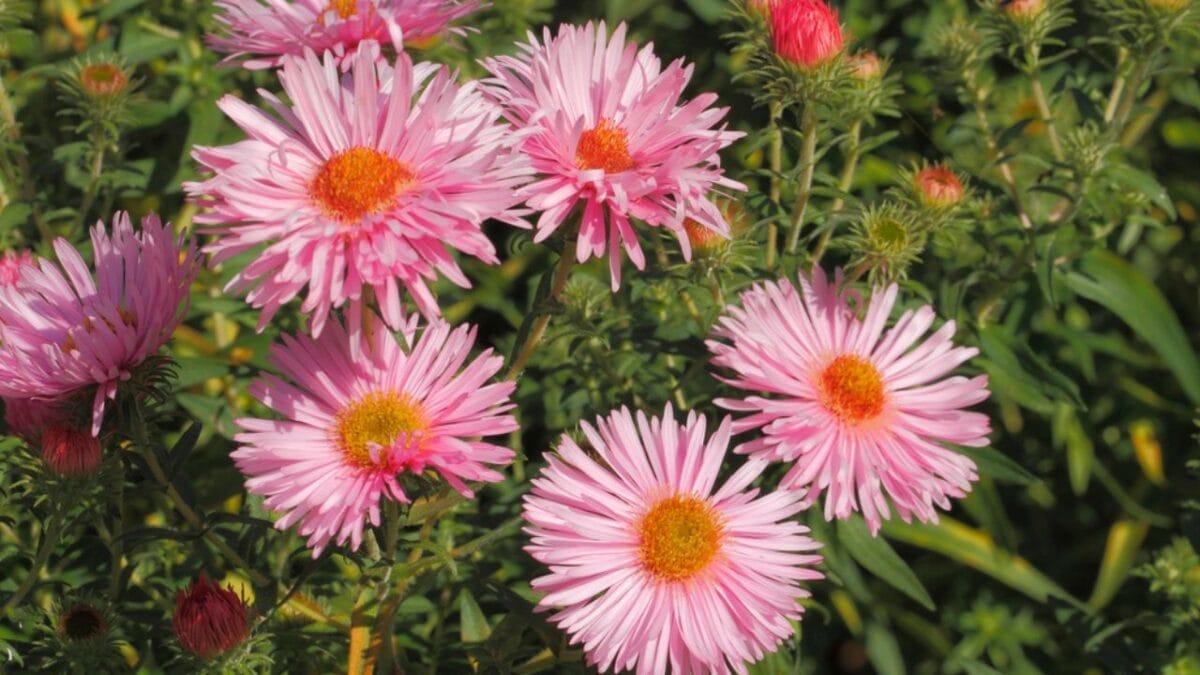 10 Late-Blooming Gems for Your September Garden 3 10 Late-Blooming Gems for Your September Garden - Asters dp38016283 1