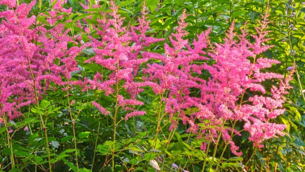 Grow a Weed-Free Garden with These 15 Clumping Perennials 13 Grow a Weed-Free Garden with These 15 Clumping Perennials - Astilbe dp665128370