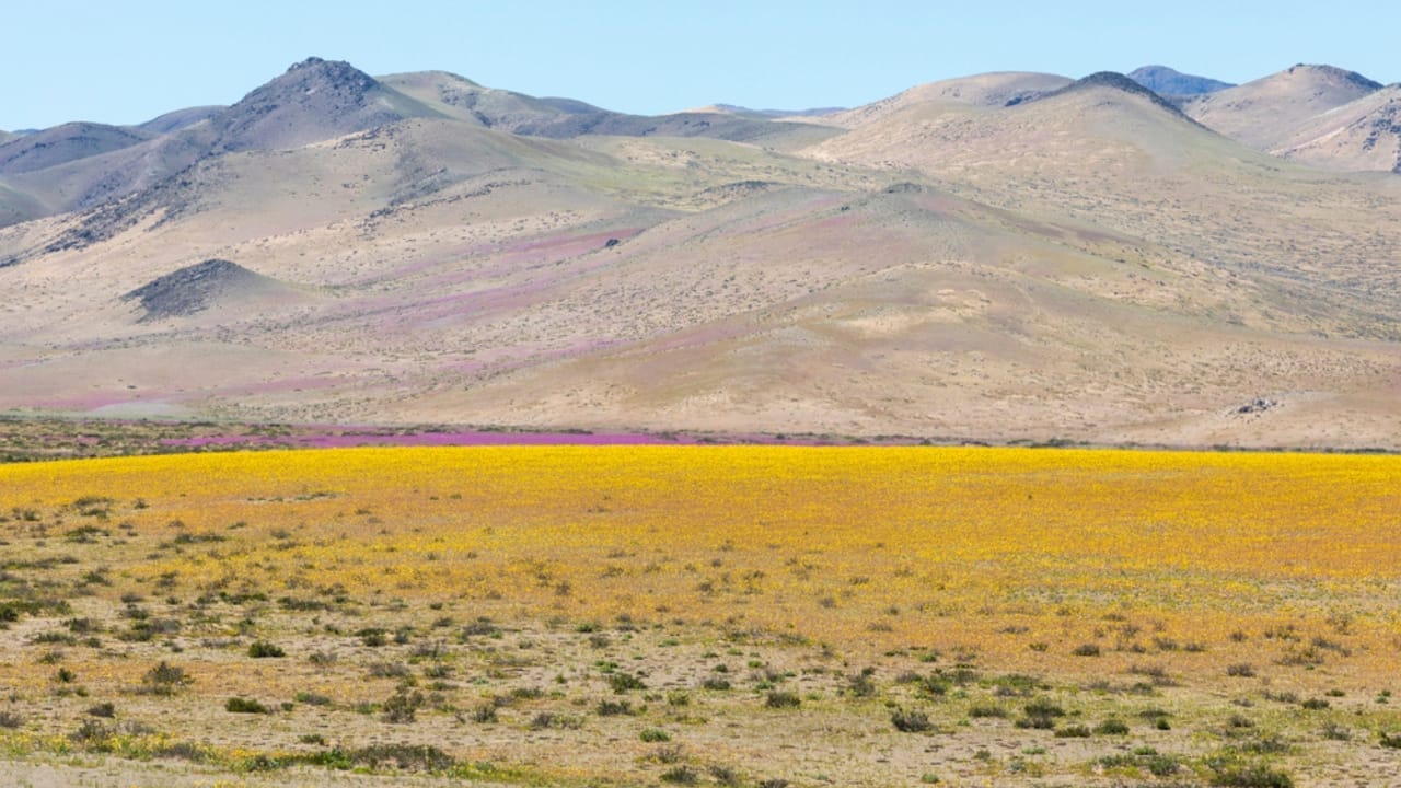 Flowers Bloom in the Driest Place on Earth After Ten Years 7 Flowers Bloom in the Driest Place on Earth After Ten Years - Atacama desert dp241264596