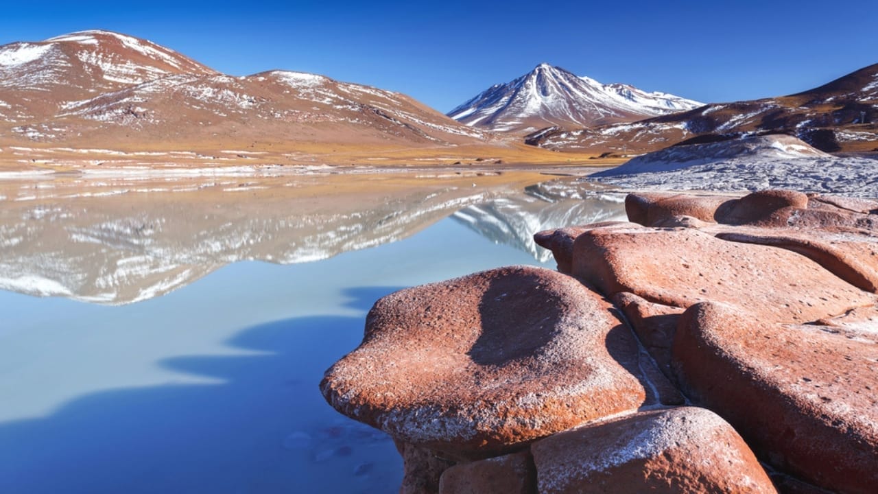 Flowers Bloom in the Driest Place on Earth After Ten Years 3 Flowers Bloom in the Driest Place on Earth After Ten Years - Atacama desert dp84841722