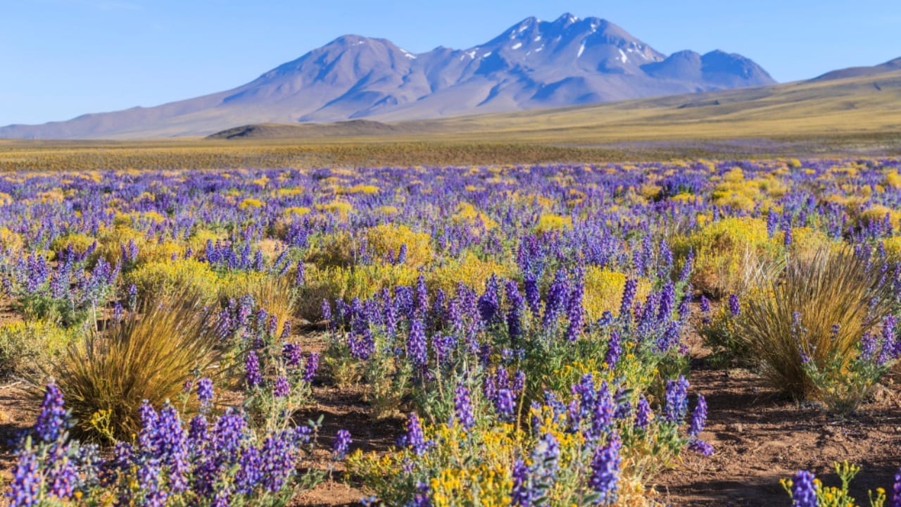 Flowers Bloom in the Driest Place on Earth After Ten Years 5 Flowers Bloom in the Driest Place on Earth After Ten Years - Atacama desert ss1062721847