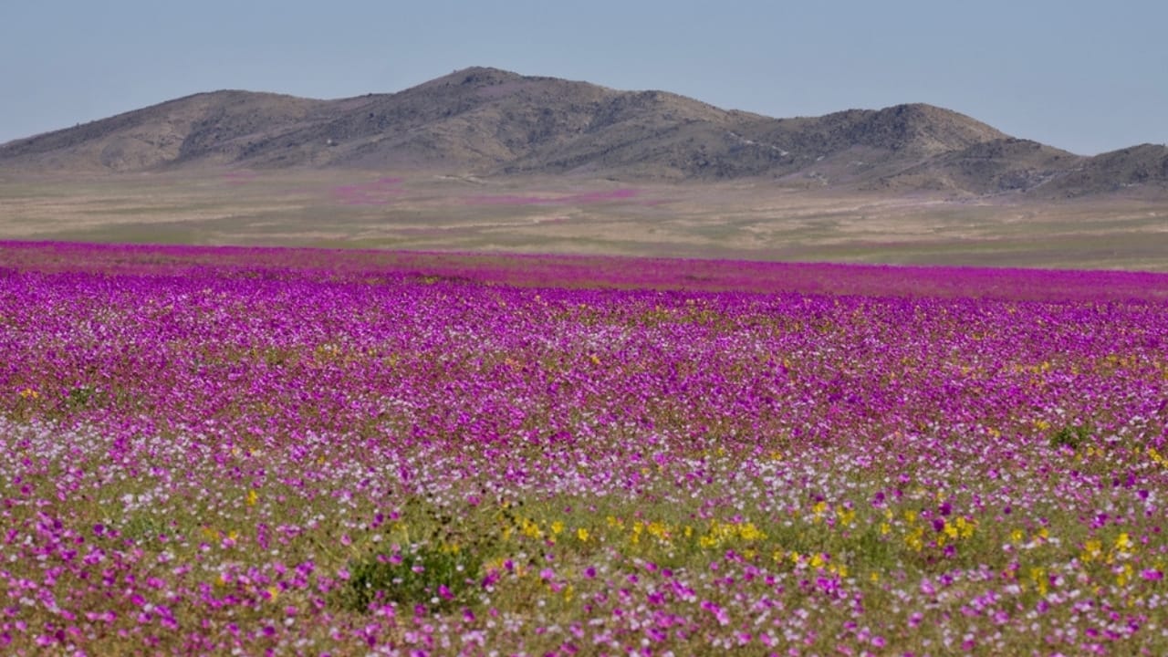 Flowers Bloom in the Driest Place on Earth After Ten Years 10 Flowers Bloom in the Driest Place on Earth After Ten Years - Atacama desert ss718851964