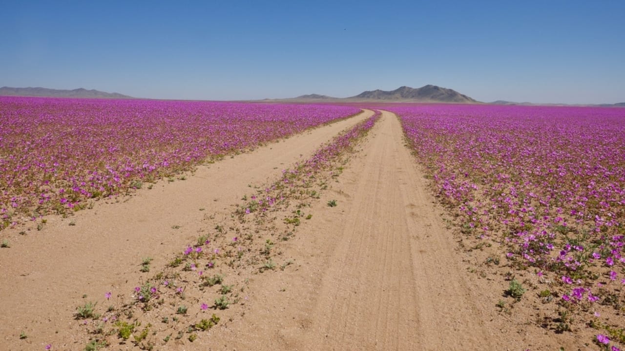 Flowers Bloom in the Driest Place on Earth After Ten Years 9 Flowers Bloom in the Driest Place on Earth After Ten Years - Atacama desert ss718851970