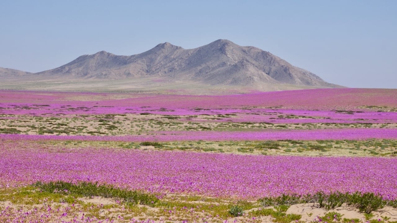 Flowers Bloom in the Driest Place on Earth After Ten Years 4 Flowers Bloom in the Driest Place on Earth After Ten Years - Atacama flowering desert ss718852081