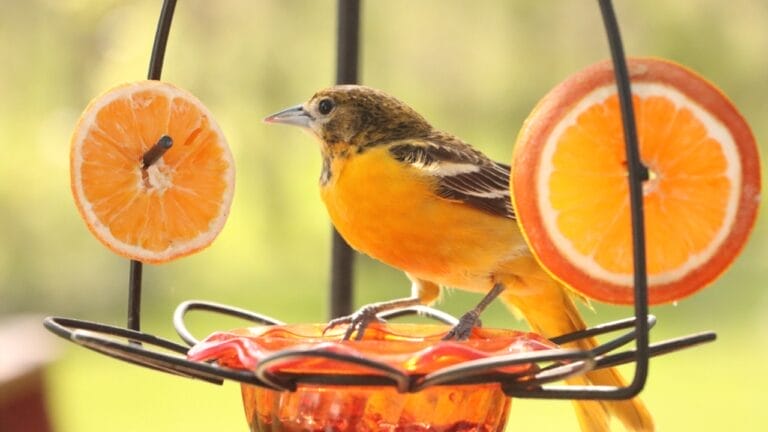 How to Transform an Ordinary Rake into a Backyard Oriole Bird Feeder 5 How to Transform an Ordinary Rake into a Backyard Oriole Bird Feeder - Baltimore Oriole bird 1728803287