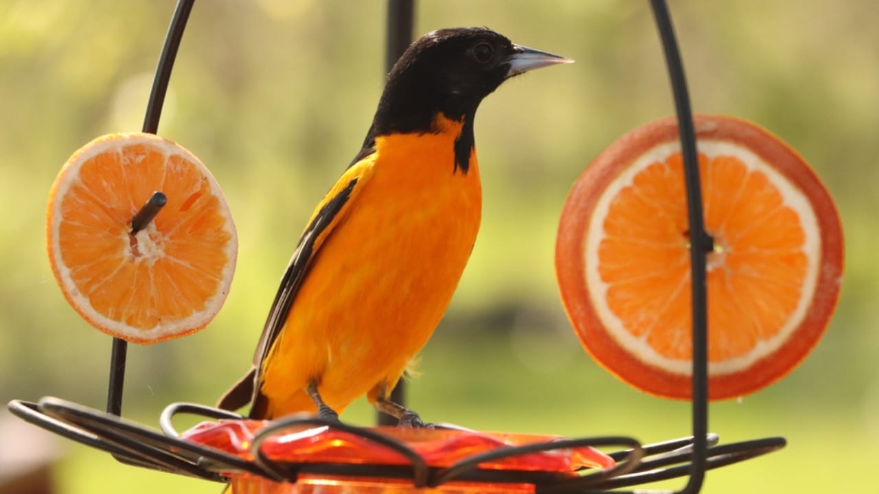 How to Transform an Ordinary Rake into a Backyard Oriole Bird Feeder 2 How to Transform an Ordinary Rake into a Backyard Oriole Bird Feeder - Baltimore Oriole bird eating jelly ss1728803284