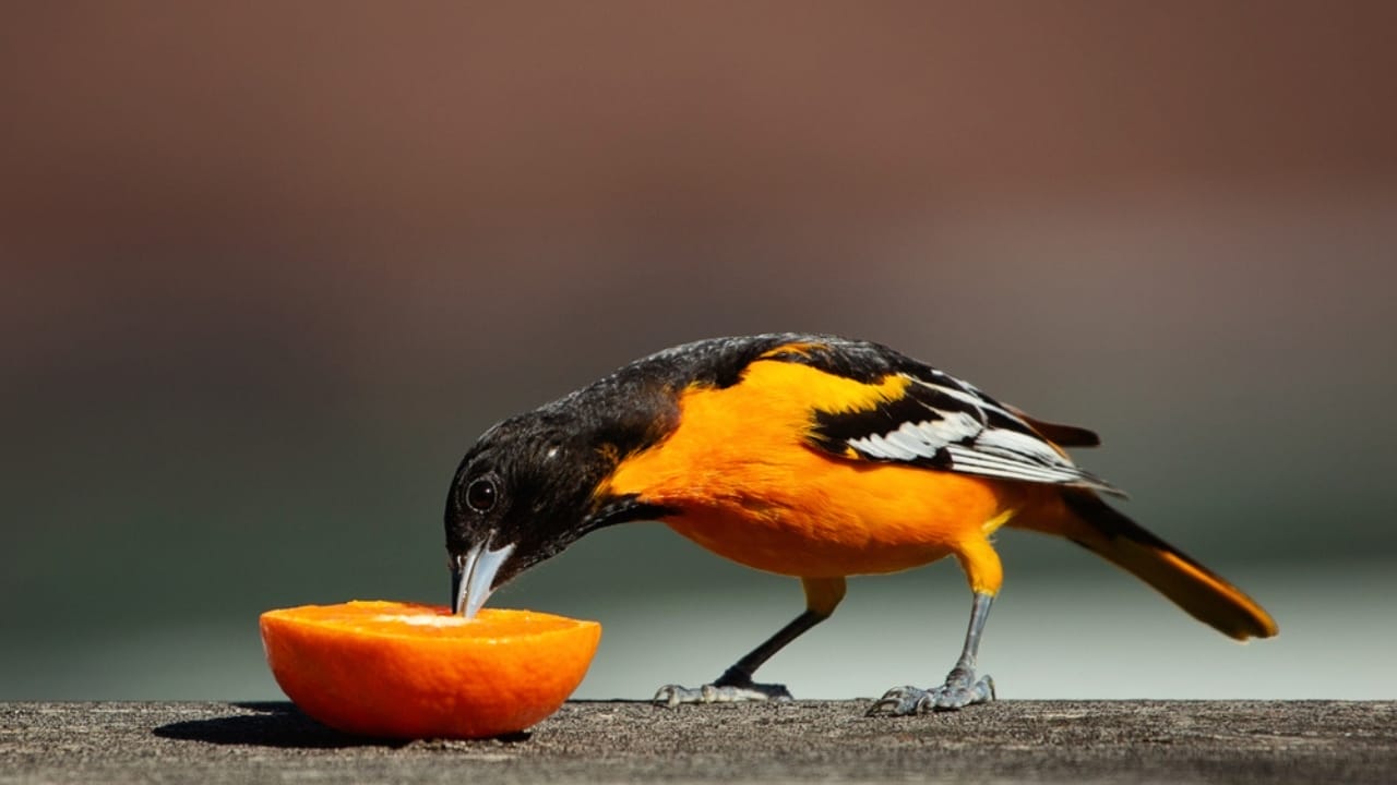 How to Transform an Ordinary Rake into a Backyard Oriole Bird Feeder 4 How to Transform an Ordinary Rake into a Backyard Oriole Bird Feeder - Baltimore Oriole eating an orange ss1432983101