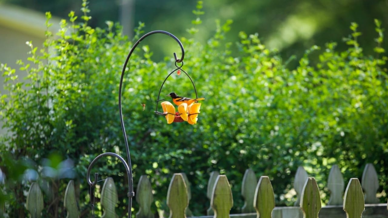 How to Transform an Ordinary Rake into a Backyard Oriole Bird Feeder 3 How to Transform an Ordinary Rake into a Backyard Oriole Bird Feeder - Baltimore oriole feeder with oranges 2497156593