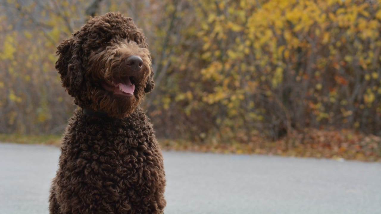 10 Times Barbet Dogs Proved They're Smarter Than Your Average Pooch 9 10 Times Barbet Dogs Proved They're Smarter Than Your Average Pooch - Barbet dog ss1093641224