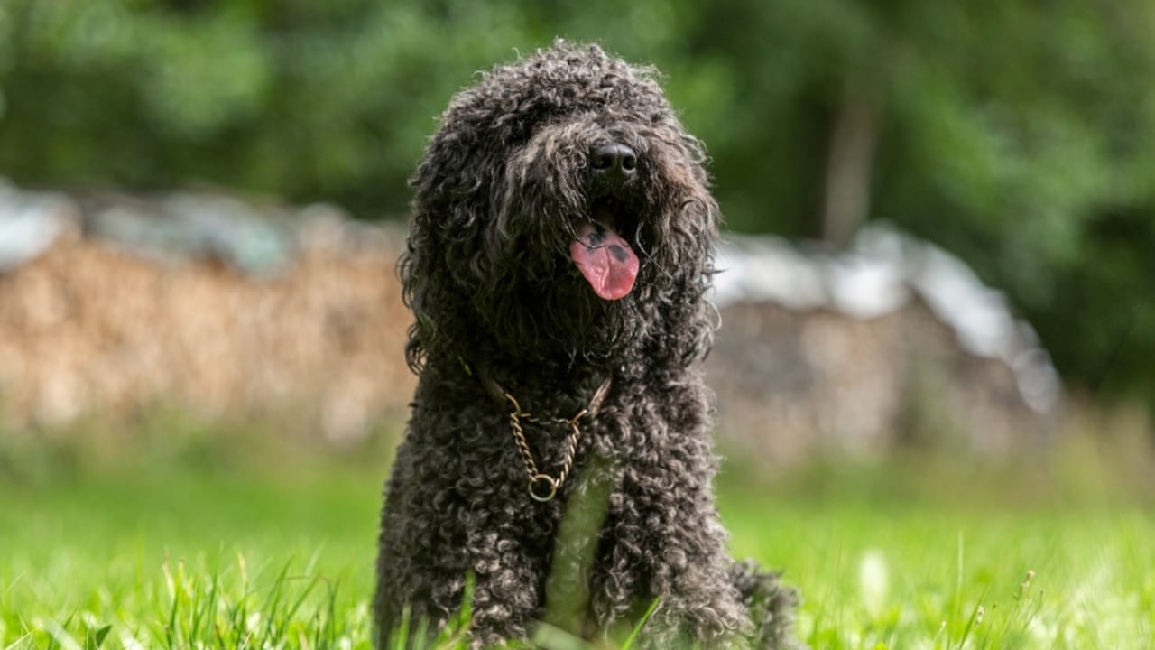 10 Times Barbet Dogs Proved They're Smarter Than Your Average Pooch 6 10 Times Barbet Dogs Proved They're Smarter Than Your Average Pooch - Barbet dog ss2197464729