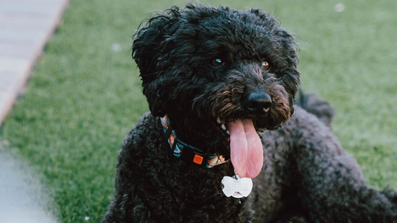 10 Times Barbet Dogs Proved They're Smarter Than Your Average Pooch 4 10 Times Barbet Dogs Proved They're Smarter Than Your Average Pooch - Barbet dog ss2206710017