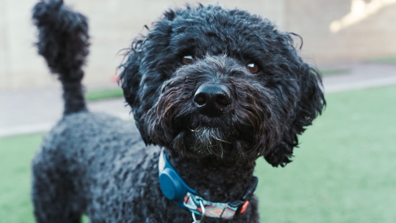 10 Times Barbet Dogs Proved They're Smarter Than Your Average Pooch 7 10 Times Barbet Dogs Proved They're Smarter Than Your Average Pooch - Barbet dog ss2206712645