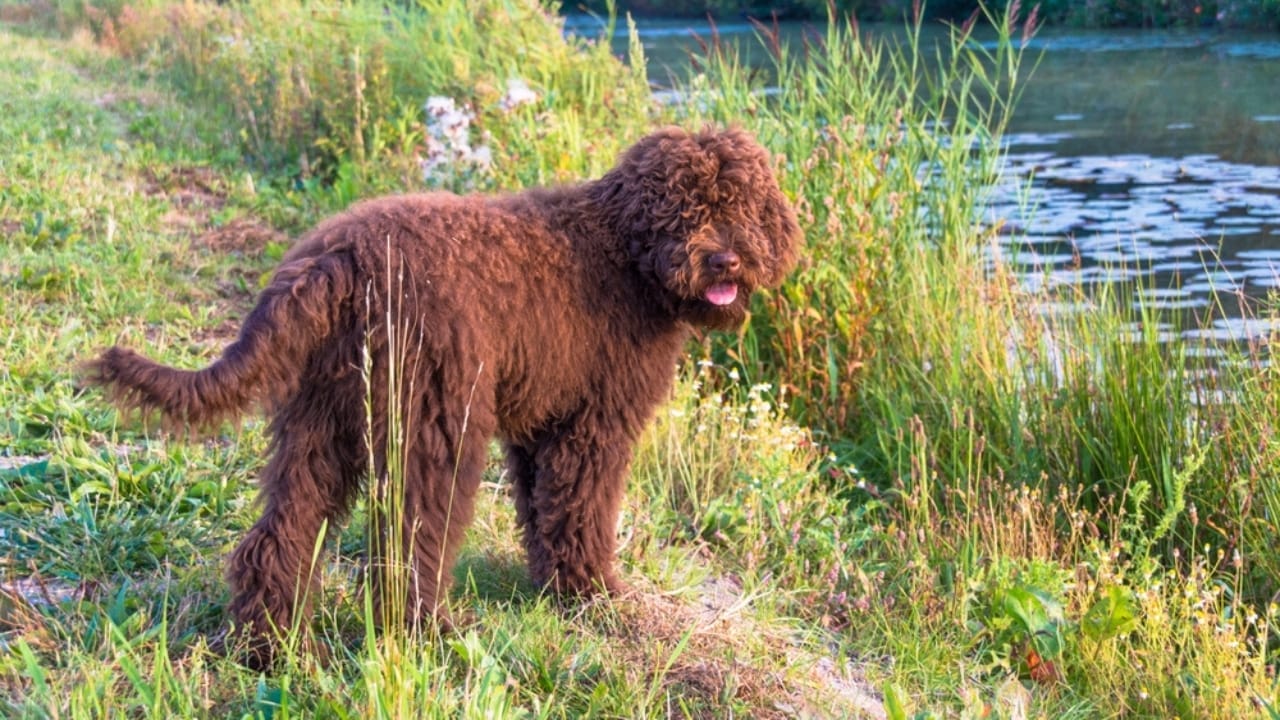 10 Times Barbet Dogs Proved They're Smarter Than Your Average Pooch 11 10 Times Barbet Dogs Proved They're Smarter Than Your Average Pooch - Barbet dog ss2283106267