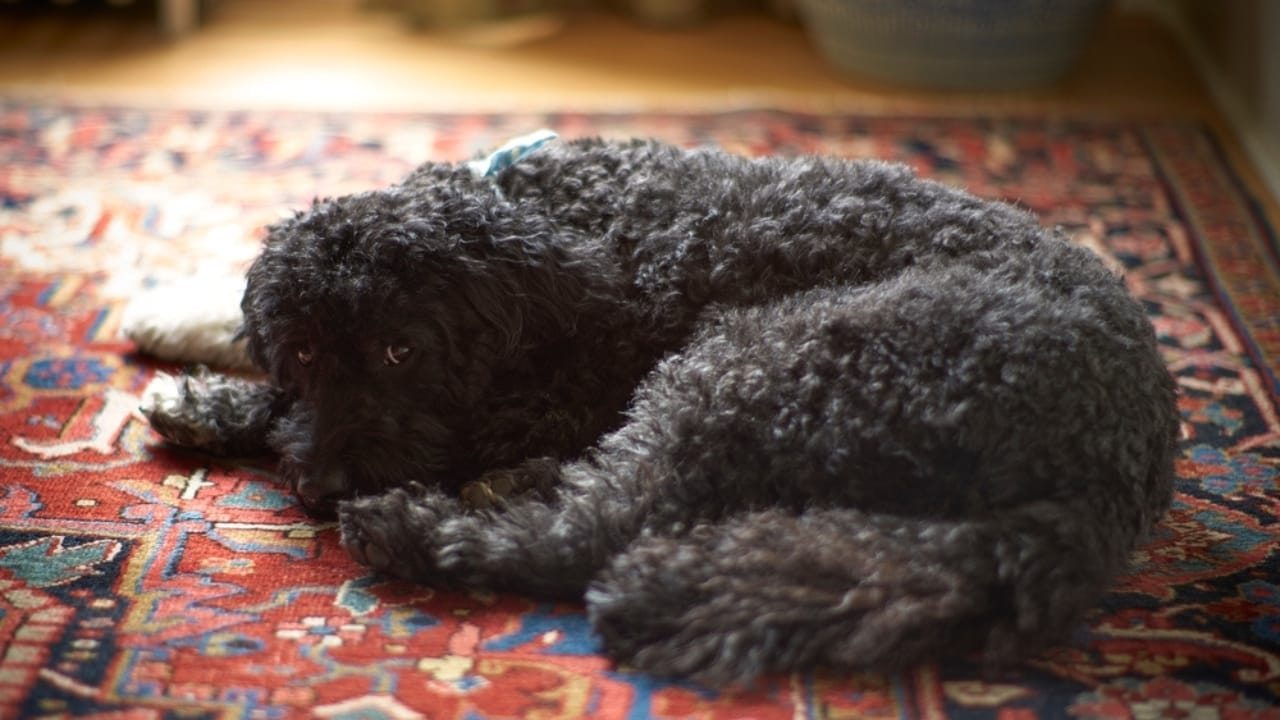10 Reasons Why Older Dogs Make the Best Pets - Barbet dog ss2288181459