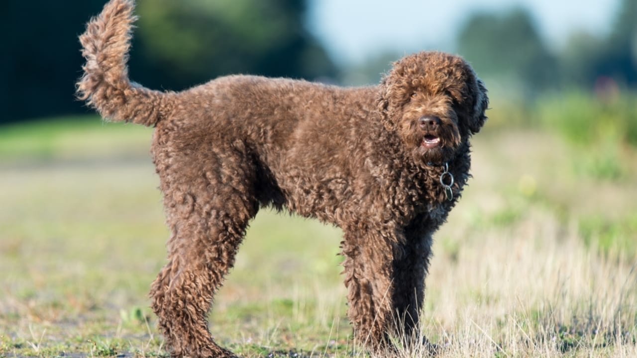 10 Times Barbet Dogs Proved They're Smarter Than Your Average Pooch 2 10 Times Barbet Dogs Proved They're Smarter Than Your Average Pooch - Barbet dog ss2357518105