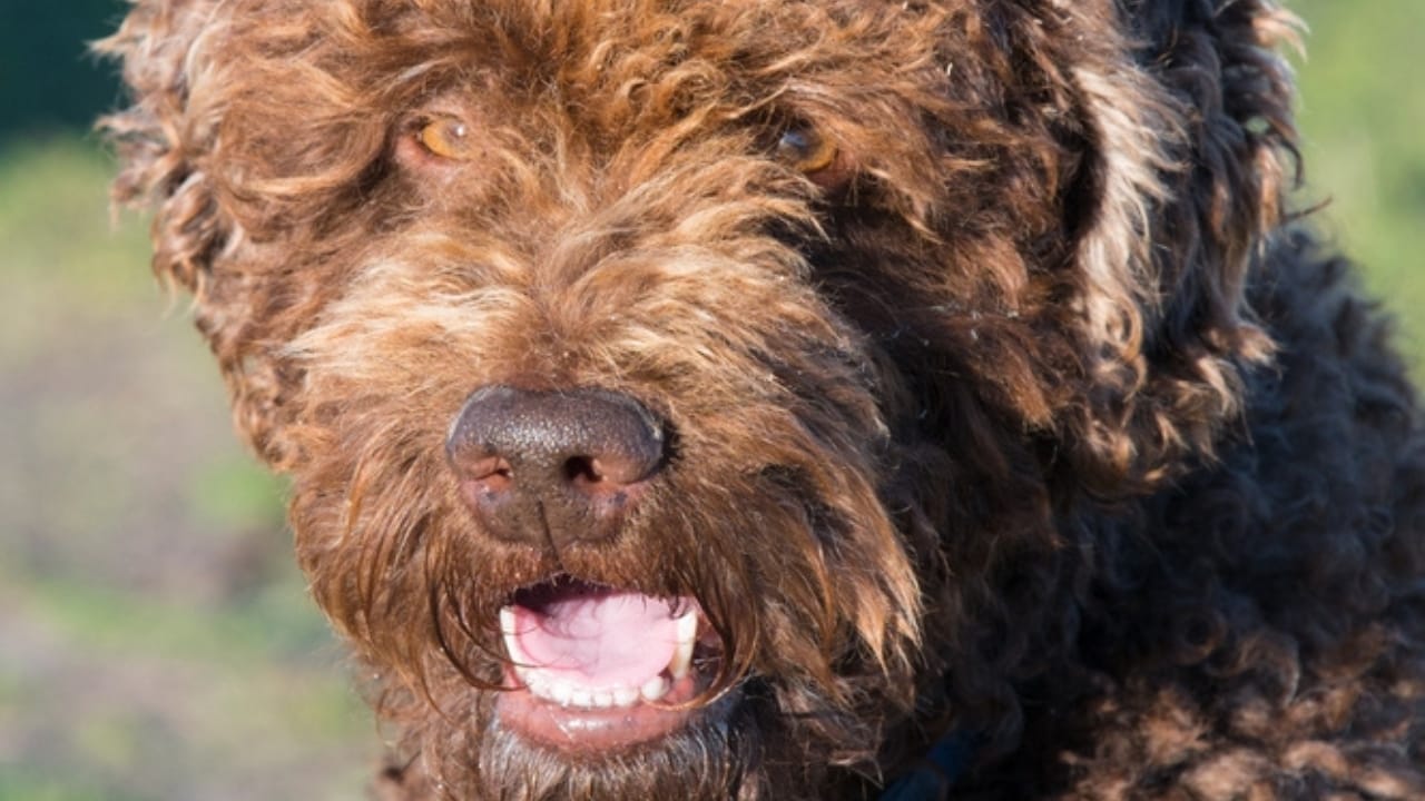10 Times Barbet Dogs Proved They're Smarter Than Your Average Pooch 5 10 Times Barbet Dogs Proved They're Smarter Than Your Average Pooch - Barbet dog ss2357518107